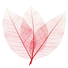 Obraz premium feuilles décoratives rouges