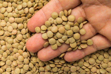 Lentil legume. Person with grains in hand. Macro. Whole food.