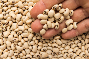Black Eyed Pea legume. Person with grains in hand. Macro. Whole food.