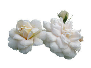 Flowers of a white rose.