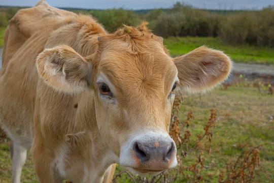 Calf face , selective focus. Closeup photo of cow. Young on the field
