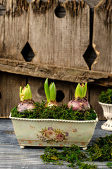 Hyacinths growing in an old pot against an old fence.