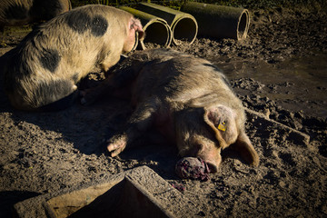 Schweinchen