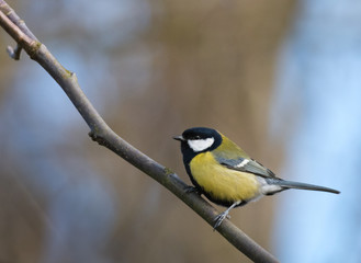 great tit sitting on a branch