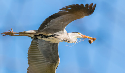 Obraz premium Grey heron in flight with prey in his beak