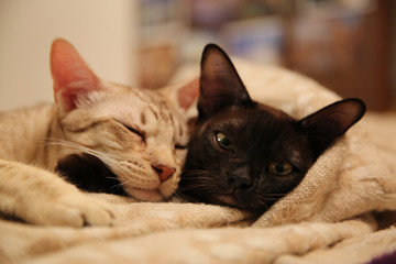 burmese cat and ocicat lying on the sofa