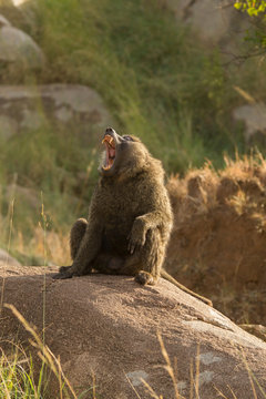 Baboon (Papio cynocephalus ursinus) on rock, Serengeti National Park, Robanda, Tanzania, Africa