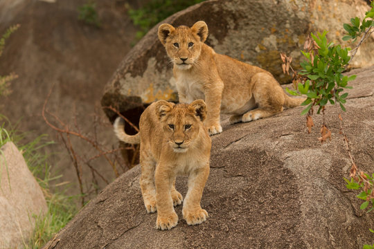 Two lion cubs (Panthera leo), standing on rock, Serengeti National Park, Robanda, Tanzania, Africa