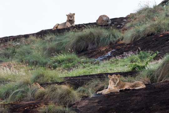 Lioness and male lion (Panthera leo) resting on a Kopje known as Lion Rock in Lualenyi reserve, Tsavo, Kenya