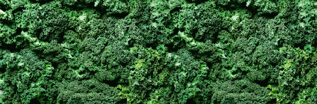 Fresh organic green kale background, selective focus, top view, copy space. Green texture. Banner