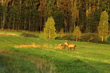 European red deer in autumn on the field during the mating season. A male with large horns.