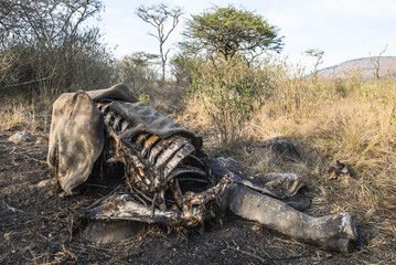 Poached White Rhino carcass