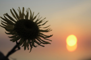 Dandelion on sunset background
