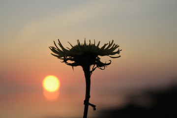 Naklejka premium Dandelion on sunset background