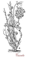 vintage engraving of cuscuta or dodder, parasitic leaveless  plant with red, orange or yellow vines, it wraps itself around other plants or trees.