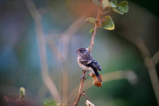 Bushchat sp., Ghatgarh, Uttrakhad