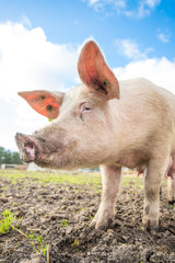 Pig on an organic farm in the uk