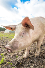 Pig on an organic farm in the uk