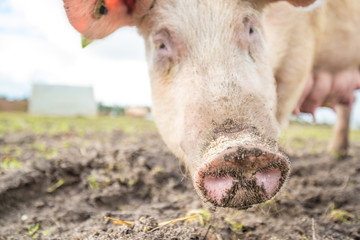 Pig on an organic farm in the uk