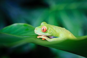 Red Eyed Tree Frog, Costa Rica