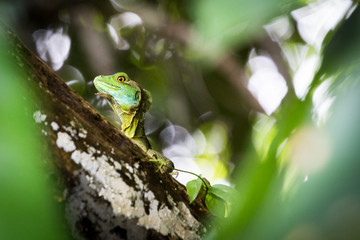Green Iguana, Costa Rica