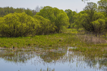 Summer landscape with marsh in the meadow near forest and blue sky. Willow river forest