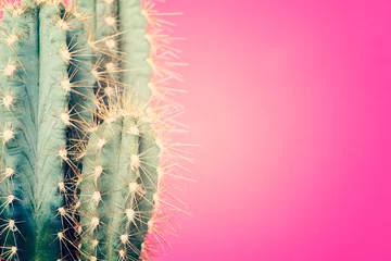 Fototapeten Cactus plant close up. Trendy pastel coloured minimal background with cactus plant. © andreaobzerova