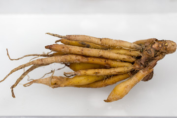 Modify of root or adventitious root for study botany in Lab.
