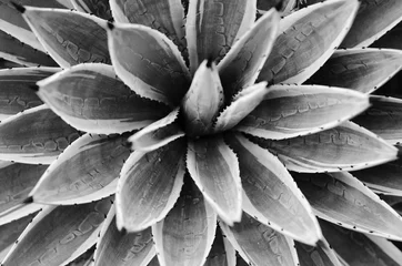 cactuses. black and white concept © Marina Vilesova