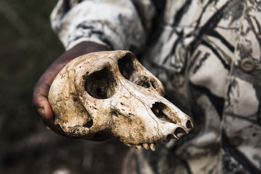 Close up of man holding baboon skull, KwaZulu Natal, South Africa