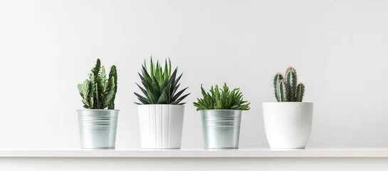 Tuinposter Verzameling van verschillende cactus- en vetplanten in verschillende potten. Ingemaakte cactus kamerplanten op witte plank tegen witte muur. © andreaobzerova