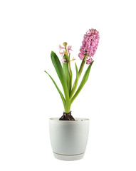 Naklejka na ściany i meble Hyacinth in a pot, the phase before full flowering