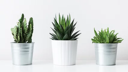 Foto op Aluminium Verzameling van verschillende cactus- en vetplanten in verschillende potten. Ingemaakte cactus kamerplanten op witte plank tegen witte muur. © andreaobzerova