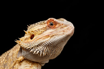 Bearded Dragon