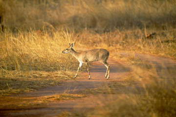 Four Horned Antelope, Tetracerus quadricornis or chousingha, Bandhavgarh Tiger Reserve