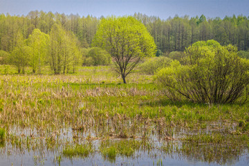 Summer landscape with marsh in the meadow near forest and blue sky. Willow river forest