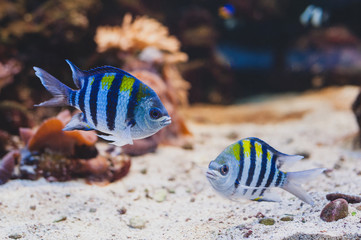Fototapeta na wymiar Aquarium fish - sergeant major or píntano. Abudefduf saxatilis.