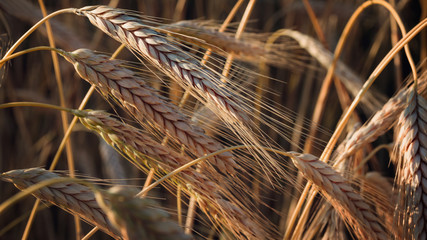 Spelt (Triticum spelta). Cereal. Grain crop, species of the genus Corn