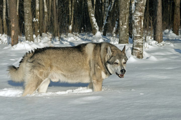 West Siberian Laika, in the winter forest in the snow.