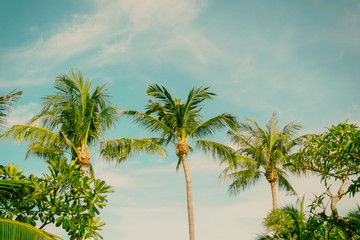 Palm trees coconut beach sea sky in the summer of the holiday vintage toned