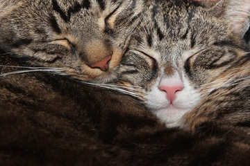 Zwei schlafende, schmusende katzen