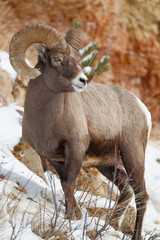 Bighorn Sheep