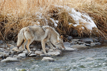 Coyote