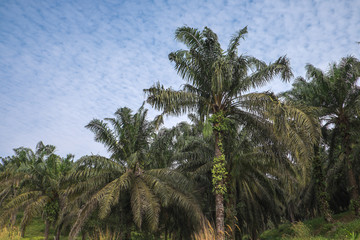 Fototapeta na wymiar Mature palm oil tree commodity
