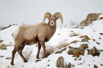 Naklejka premium Bighorn Sheep