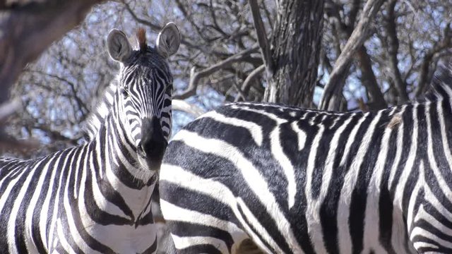 zebra and their patterns close up