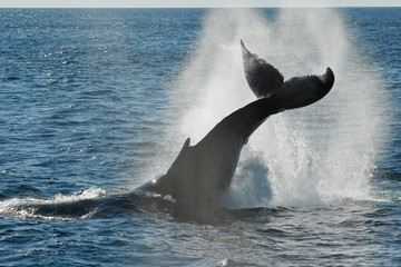 Humpback Whale Splashing