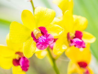 Fototapeta na wymiar Successful and healthy growth of beautiful vivid yellow orchids in the garden or park.
