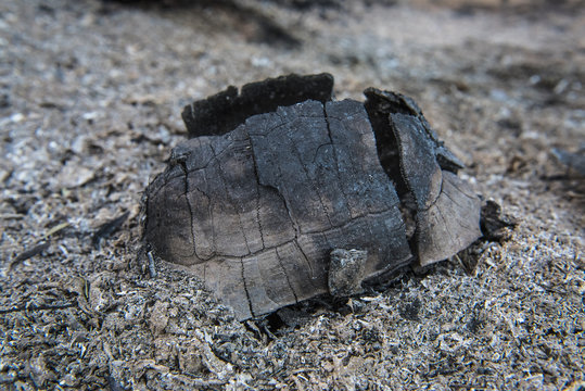 Angulate tortoise killed in fire in the forest