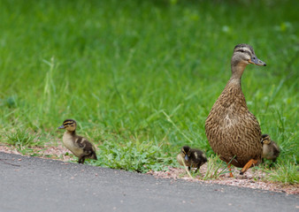 the ducks cross the road